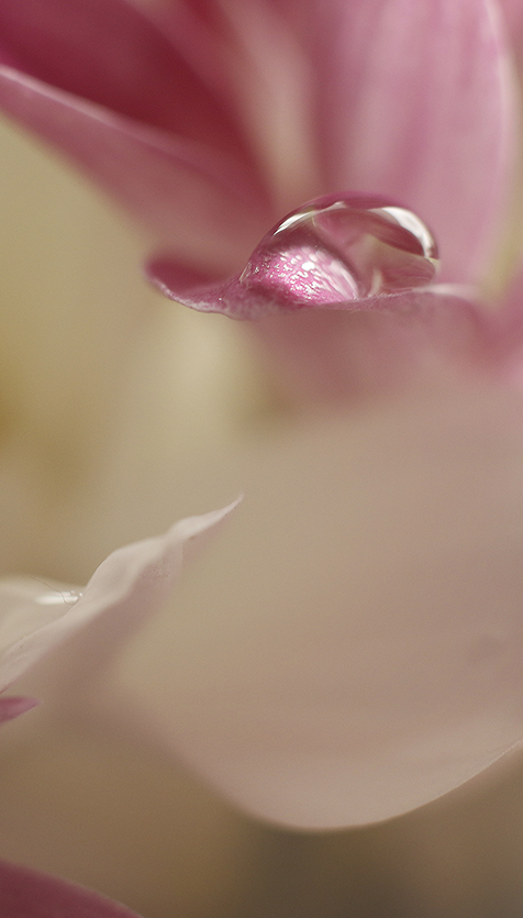 Le plaisir de recevoir des fleurs pour les photographier