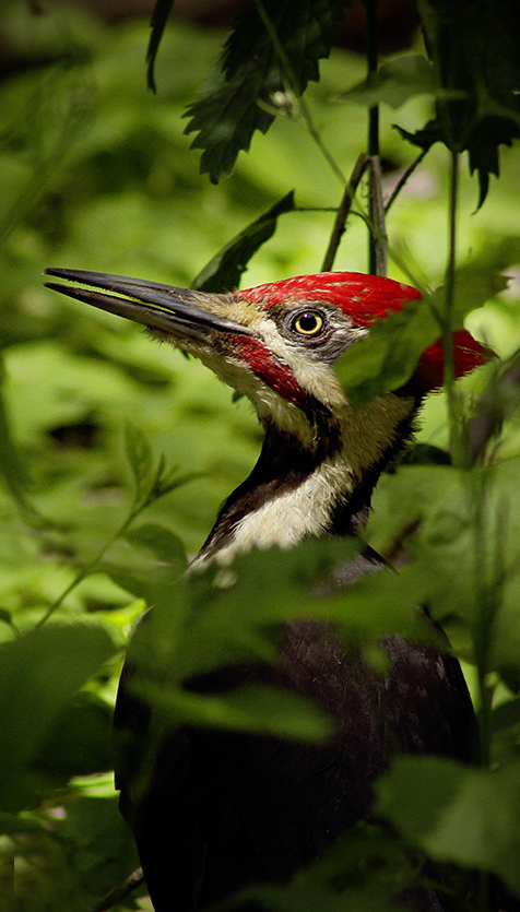 Un Grand Pic photogénique