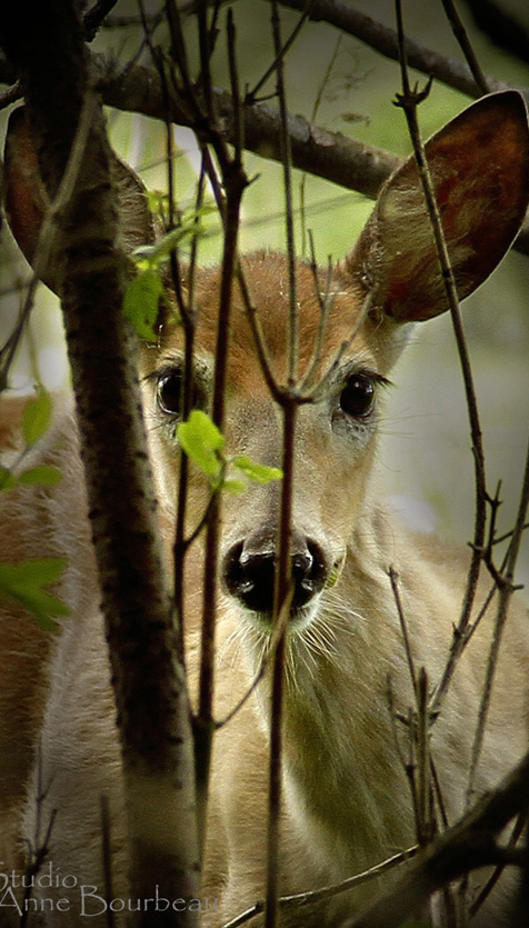 Quatre simples conseils pour faire une belle photo !