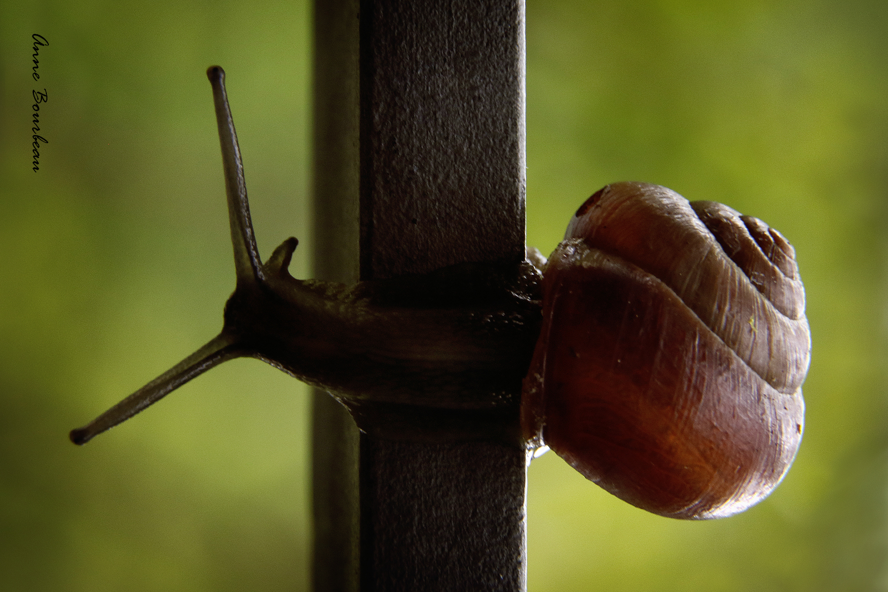 Mon escargot suicidaire...