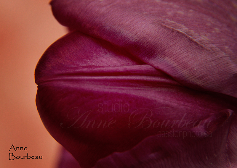 Gros plan sur tulippe mauve  cours de photo passion photo.ca