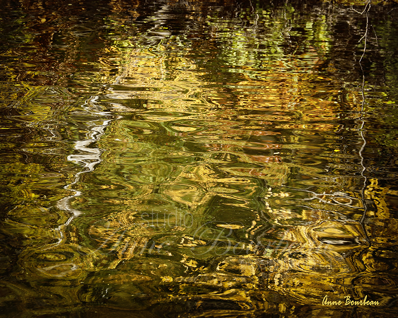 Reflet d'arbre dans l'eau
