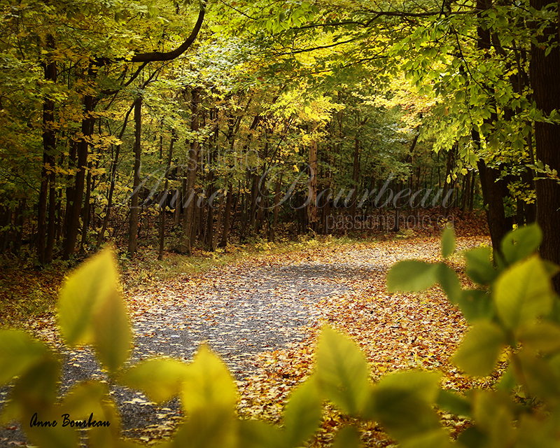 Sentier d'automne avec cadre naturel  cours de photo passion photo.ca