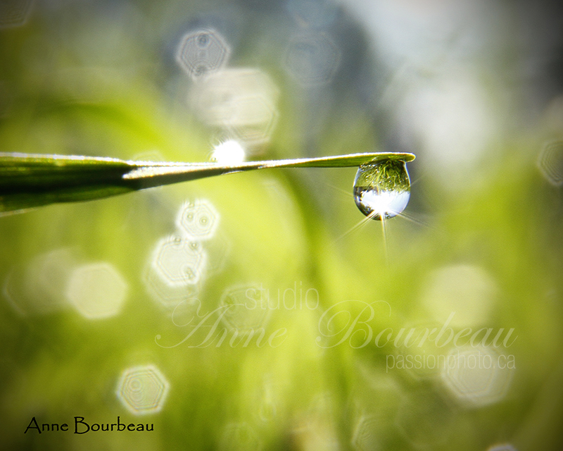 Gouttes d'eau sur l'herbe fraîche  cours de photo passion photo.ca