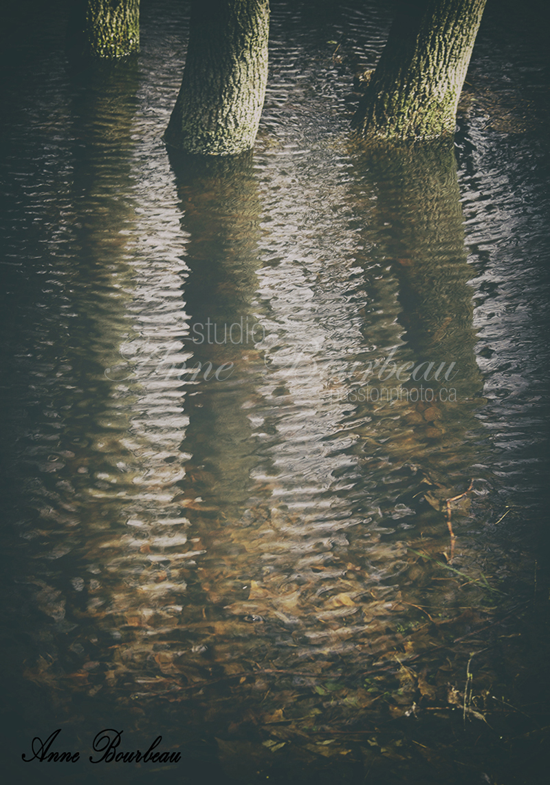 Reflet d'arbre dans l'eau  cours de photo passion photo.ca