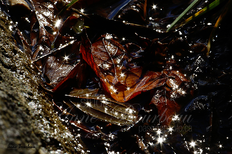 Feuilles d’automne dans l’eau avec soleil en étoile  cours de photo passion photo.ca
