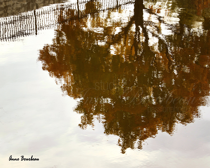 Reflet d’un arbre d’automne dans l’eau 