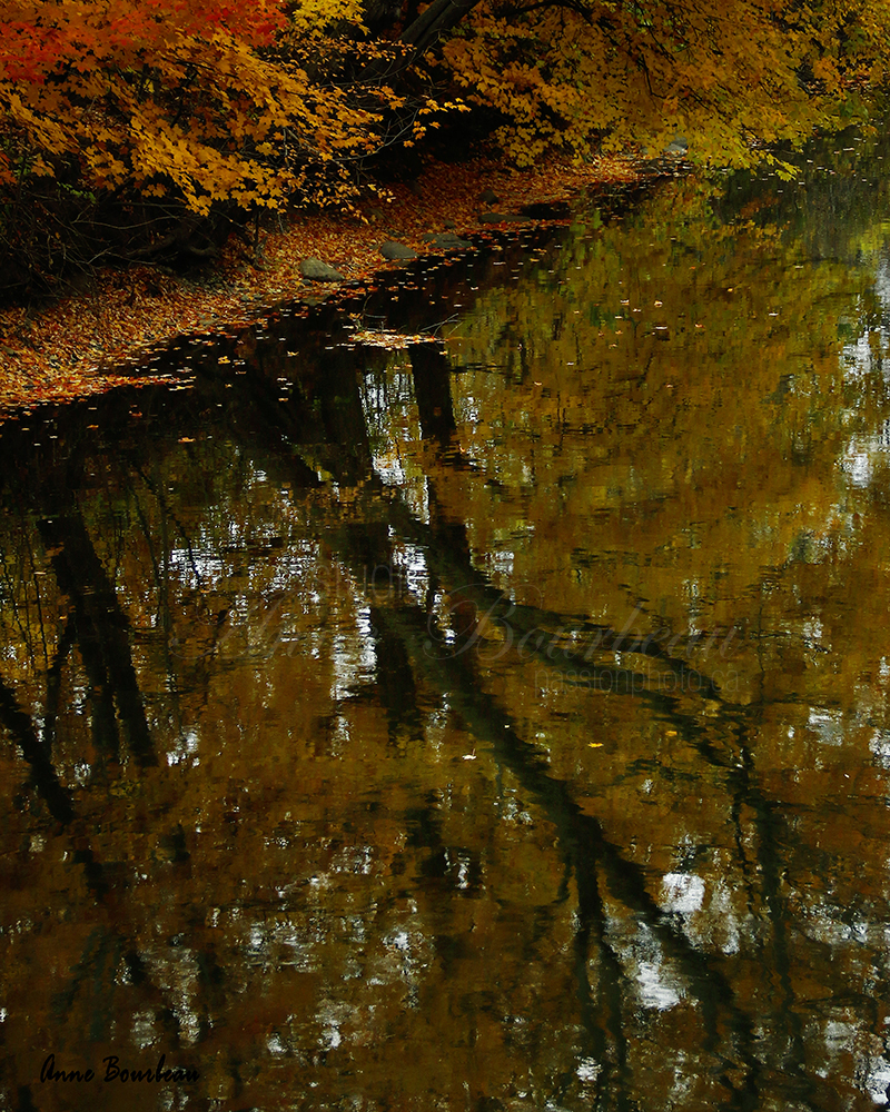 Couleurs d’automne dans le reflet d’eau 